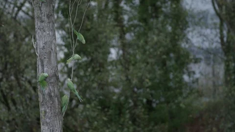 Flock of Rose-ringed parakeet perched on a tree in Den Haag Stockbeeldmateriaal 253210289