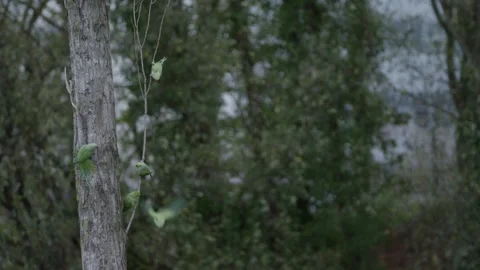Flock of Rose-ringed parakeet perched. Two birds fly away, in The Hague. 스톡 동영상 253211748