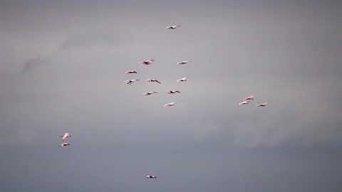 A Flock of Roseate Spoonbills Soaring Stock-Footage 278176480