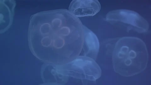 Flock round transparent jellyfish move smoothly, shine, changing color backlight Video stock 221289209