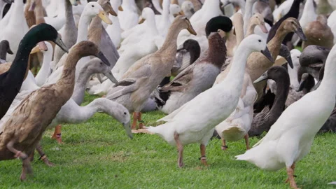 A Flock of Runner Ducks in a Field at Rest and Foraging. Stock Footage 308465958