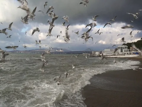 A flock of rushing gulls in a strong wind over the sea. Video stock 71619648