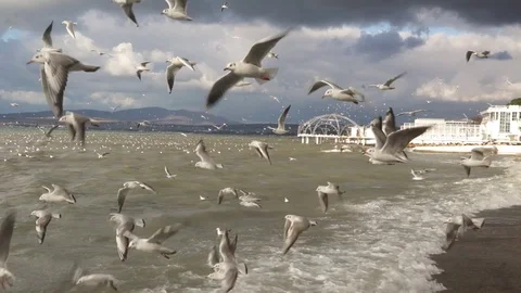 A flock of rushing gulls in a strong wind over the sea. Stock Footage 71623557