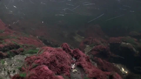 Flock of salmon fish swim to spawn underwater in ocean of Alaska. Stock Footage
