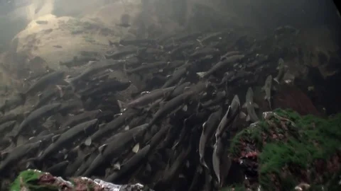 Flock of salmon fish swim to spawn underwater in ocean of Alaska. Stock Footage 74449516