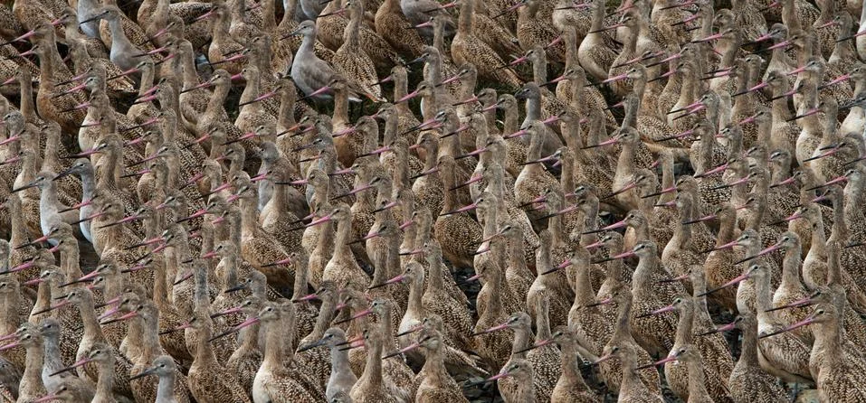 Flock of sand pipers Stock Photos