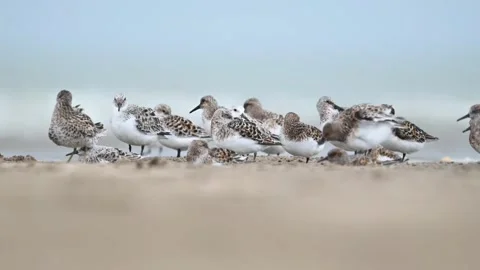 Flock of sanderlings resting on a sandy beach Видео 336033594