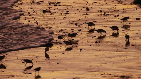 A flock of Sandpiper avoid incoming water on the beach at sunset Vídeo Stock 119187040