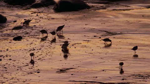 A flock of Sandpipers feed in the sand on a beach at dusk Vídeo Stock 119187672