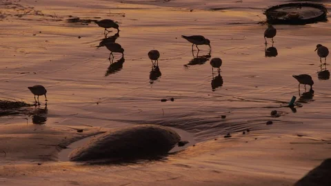 A flock of Sandpipers feed in the sand on a polluted beach 库存影片 119187080