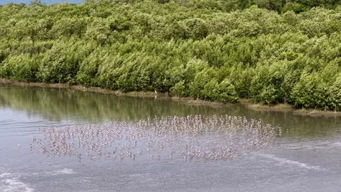 Flock of sandpipers feeding on tidal mudflat Stock Footage 332212801