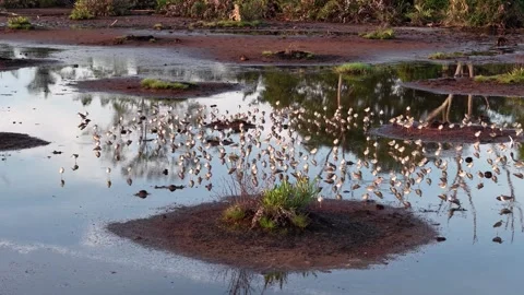 Flock of sandpipers wading on tidal mudflat with reflections 스톡 동영상 329354962