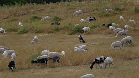 Flock of Sardinian sheep intent on consuming food Stock Photos