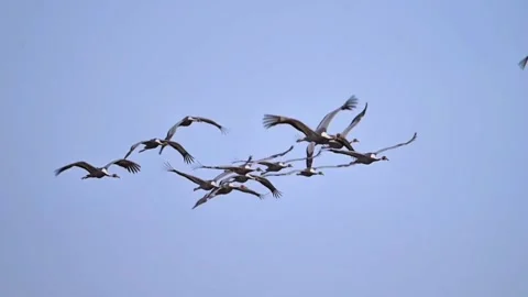 Flock of sarus cranes flying in the sky Stock-Footage 334824256