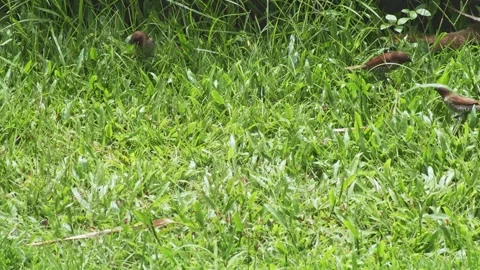 Flock of Scaly-breasted Munia Feeding in Green Grass. Tropical Bird Wildlife Видео 334100068