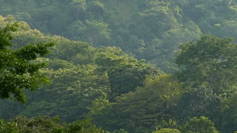 Flock of Scarlet Macaw flying in the distance on tropical background - 24fps 스톡 동영상 104121453