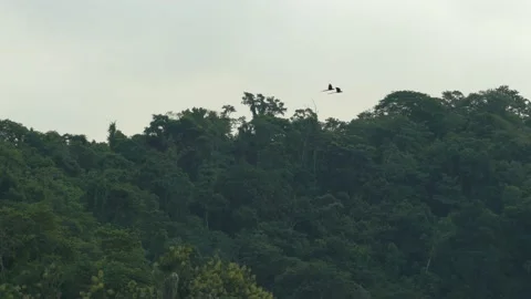 Flock of Scarlet Macaw's flying across the tree tops of the Costa Rica Stock Footage 141978017
