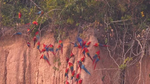 Flock of Scarlet Macaws Perched on Clay Lick Taking Flight as Green Parrots Stock Footage 325495227