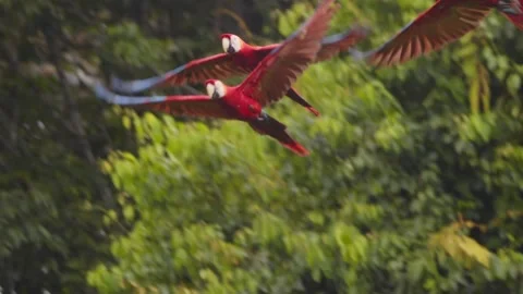 Flock of Scarlet Macaws in Perfect Flight together Over Exotic Jungle, Parrots Video stock 301771637