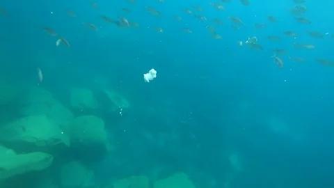 A flock of sea fish eats bread Stock Footage 79966929