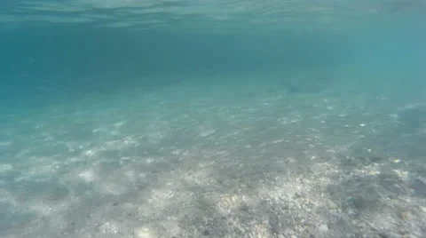 A flock of sea fish Stock-Footage 42605051