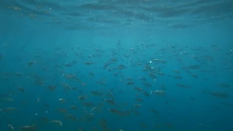 A flock of sea fish swims Stock Footage 79966928