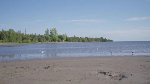 Flock of sea gull on beach during morning. Nature landscape background Stock Footage 247359686
