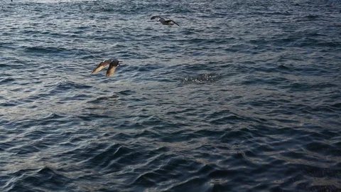 A flock of sea gulls against the surface of the water in slow motion. Stock Footage 87915467