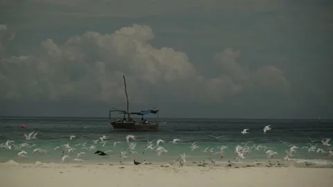 A flock of sea gulls at the beach Stock Footage 146680868