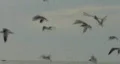 Flock Of Sea Gulls HD Footage