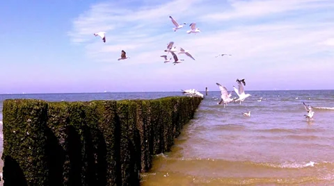 Flock of sea gulls hovering over the waves in search of food. Stock Footage 33964683