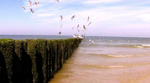 Flock of sea gulls hovering over the waves. Stock Footage 34418355