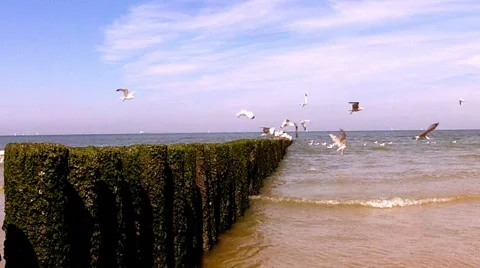 Flock of sea gulls hovering over the waves. Stock Footage 34419398
