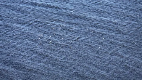 Flock of seabirds flying low over blue ocean water Stock Footage 344877295