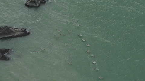 Flock of Seabirds Flying Low Over Green Ocean - Aerial View Video stock 344914923