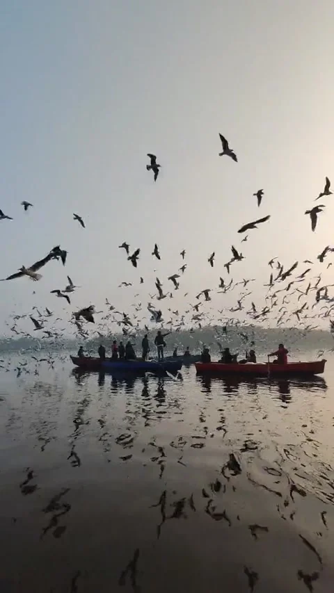 Flock of seabirds Stock Footage 219672944