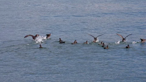 Flock of Seabirds Taking Off Beagle Channel Argentina Vídeos de archivo 331632526