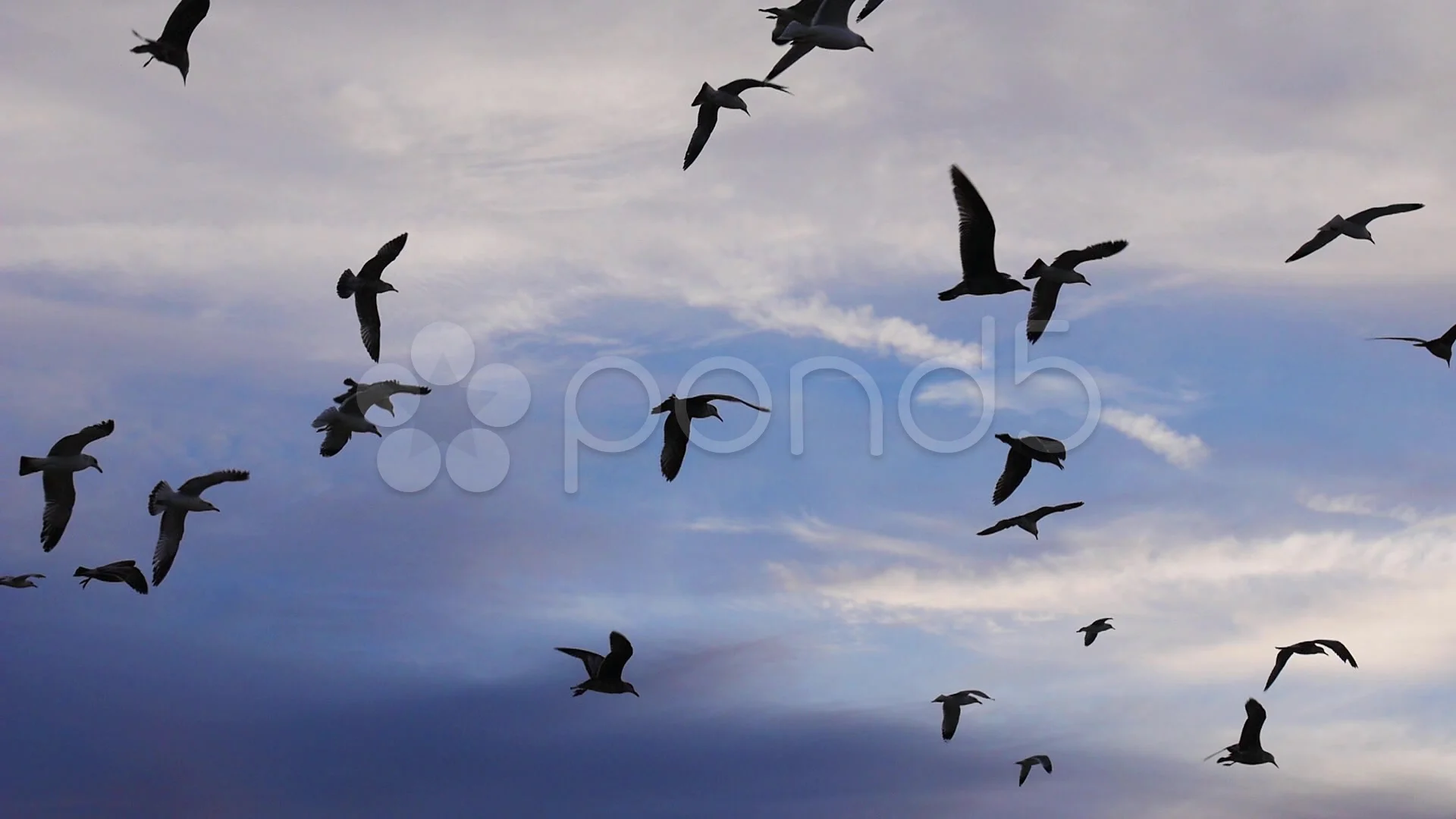 Flock of seagull birds flying in air ove... | Stock Video | Pond5