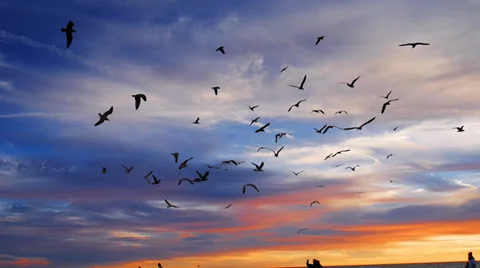 Một khoảnh khắc tuyệt vời của những chú chim hoàng hôn lượn bay trên bầu trời đỏ rực. Bức ảnh sẽ mang đến cho bạn cảm giác ngập tràn niềm vui và tình yêu với thiên nhiên.
