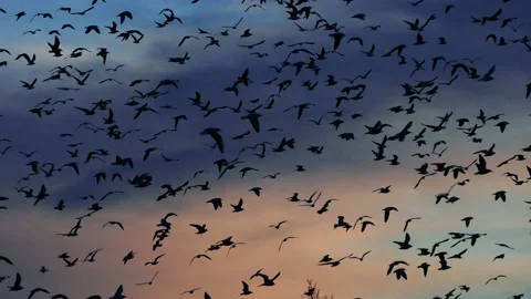 Flock of seagull fly in the sky on beautiful sunset Stock Footage 148167816
