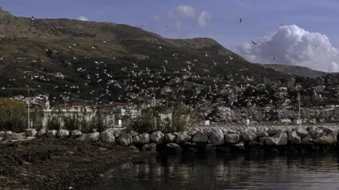 Flock of seagull flying over Omis beach with a view of the city in the Stock Footage 138710054