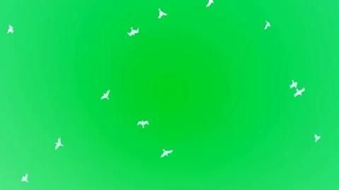 Flock of seagull on green background Stock Footage 172292102