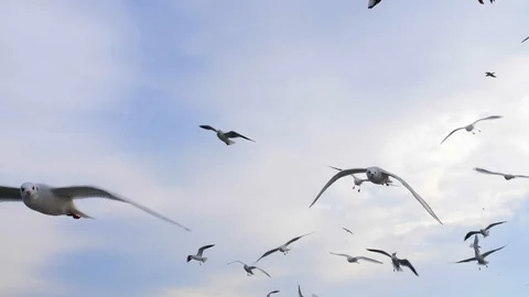 Flock of Seagull Trying to Catch a Piece of Bread in Extreme Slow Motion Stock-Footage 121370581