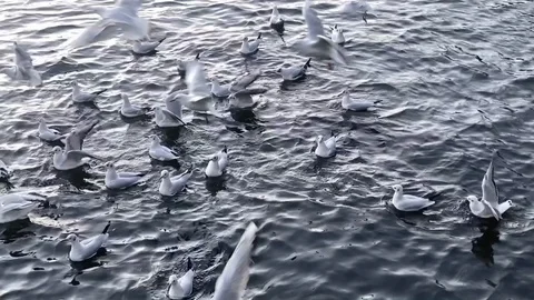 Flock of the seagull on the Vltava river Stock Footage 122246056