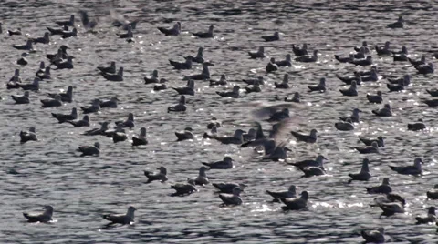 Flock of Seagull in the Water Stock Footage 35517282