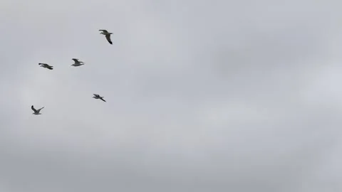 Flock of seagulls against a cloudy sky Stock Footage 322550546