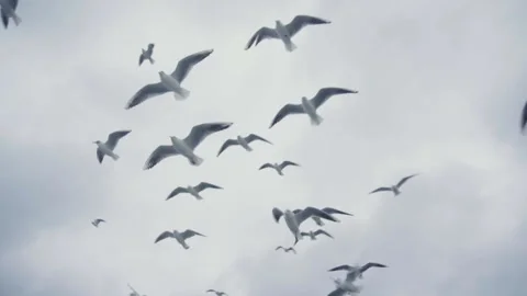Flock of Seagulls And Birds Flying High In The Sky. Slow Motion Stock Footage 112100853