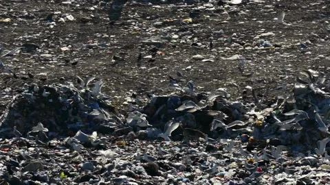 Flock of seagulls and crows flying and feeding over a large Stock Footage 323147859