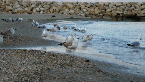 Flock of seagulls and crows standing on the beach Stock Footage 141865813