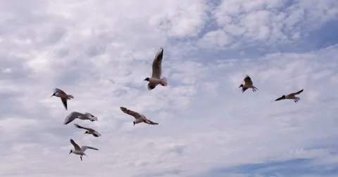 A Flock of Seagulls and a Headwind 4K Video stock 67470413